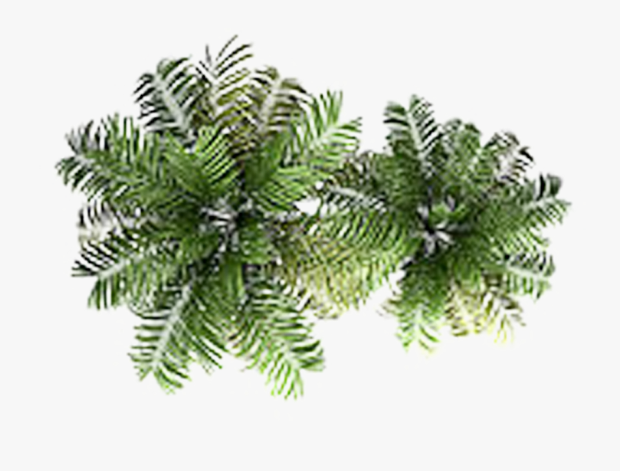 Family Tree Clipart Transparent Background - Palm Tree Png Plan, Transparent Clipart