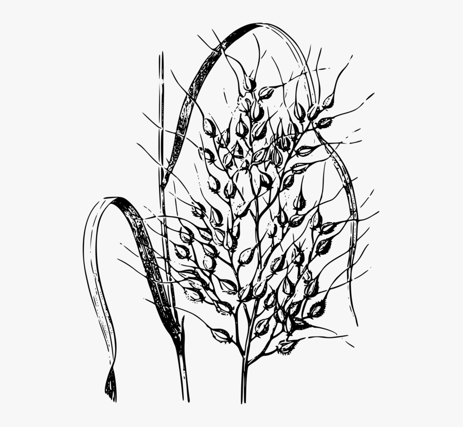Symmetry,monochrome Photography,artwork - Black And White Rice Plant Clipart, Transparent Clipart