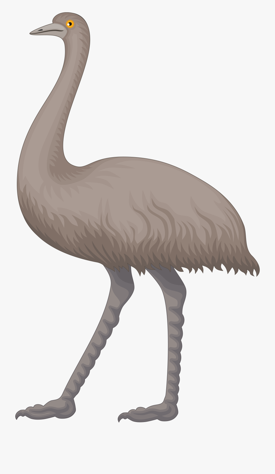 Collection Of Free Emew - Emu Clipart, Transparent Clipart
