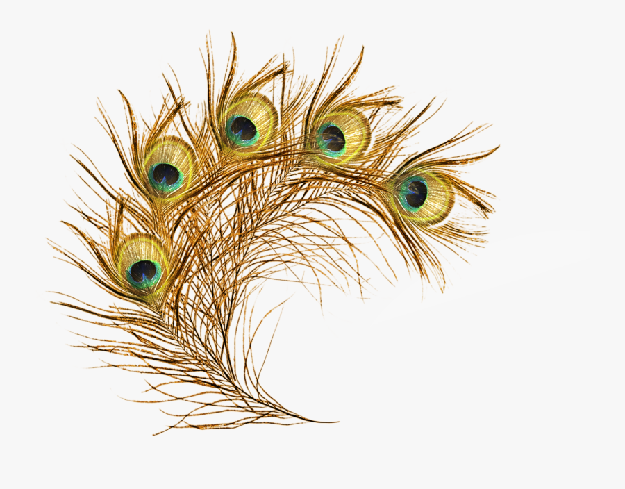 Feather Asiatic Peafowl Clip - Peacock Feathers Png Transparent, Transparent Clipart