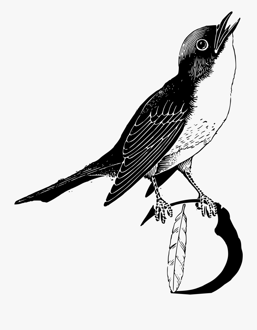 Bird Feather - Bird With Feathers Clipart In Black And White, Transparent Clipart