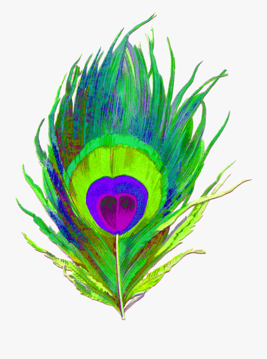 Clipart Peacock Feather Png Transparent Png , Png Download - Peacock Feather Png Logo, Transparent Clipart