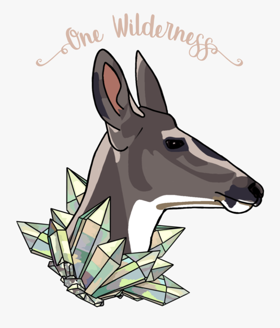 Deer - Kangaroo - Kangaroo, Transparent Clipart