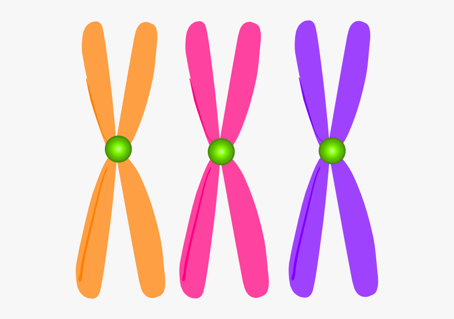 Images Of Spacehero Chromosomes - Clip Art Chromosomes , Free Transparent C...