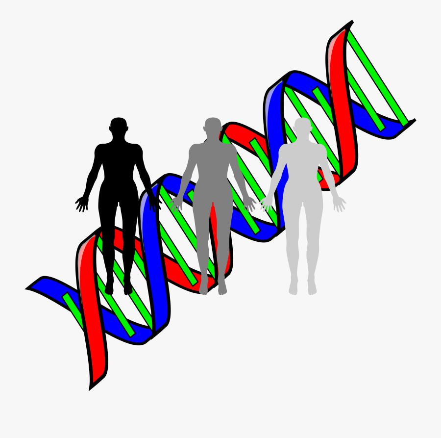Cloning Big Image Png - Double Helix Clip Art, Transparent Clipart