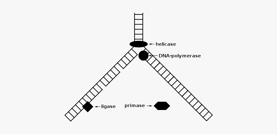 Dna Replication - Clip Art, Transparent Clipart
