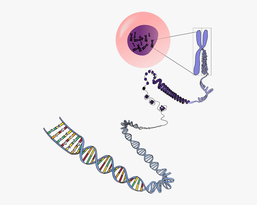 Dna Tree Clipart - Many Chromosomes Do Humans Have, Transparent Clipart