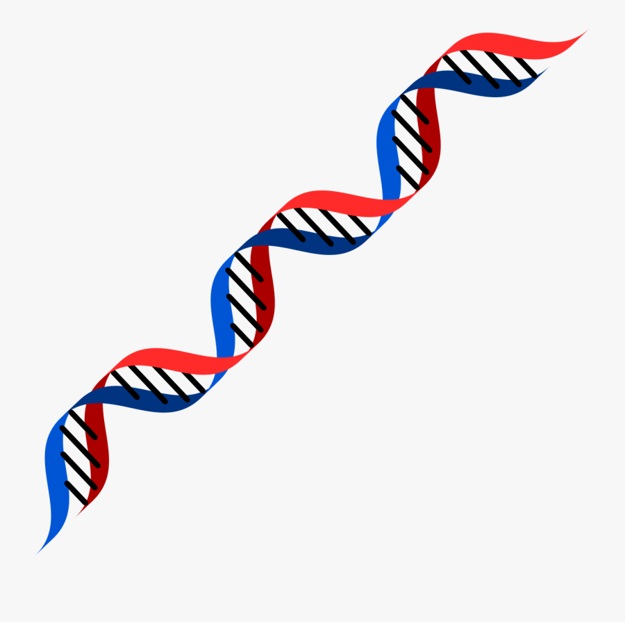 Transparent Dna Clipart - Dna Red And Blue, Transparent Clipart