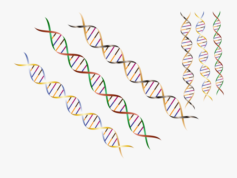 Elements Of Nucleic Acid, Transparent Clipart