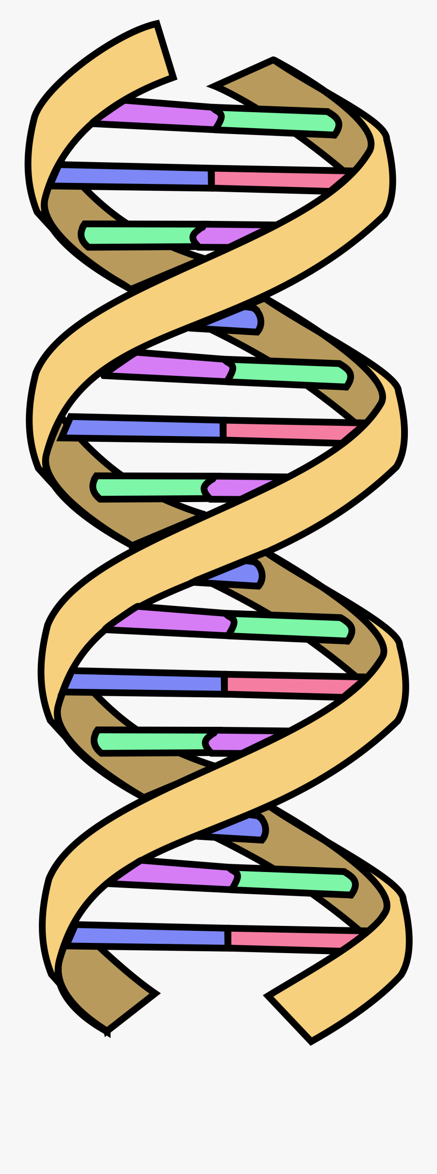 Dna Wikipedia, Transparent Clipart