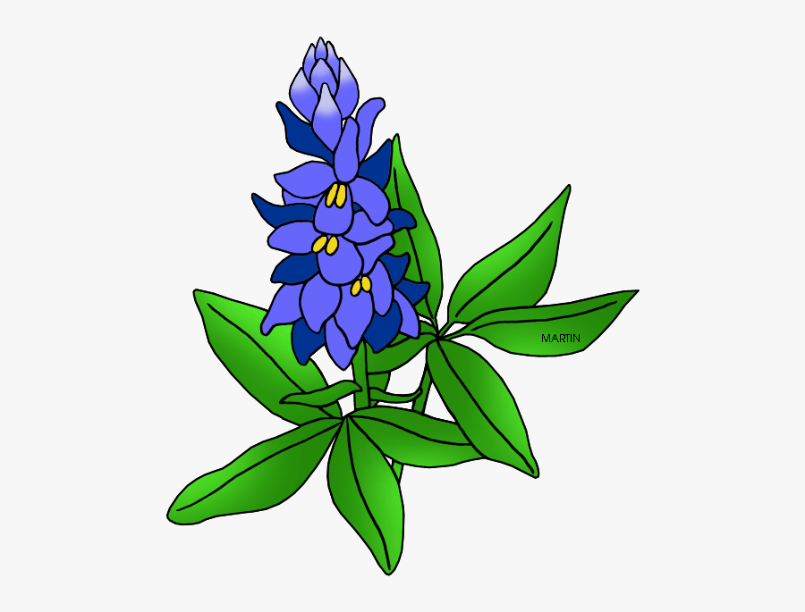 Bluebonnet Clipart & Look At Clip Art Images - Texas State Flower Drawing, Transparent Clipart