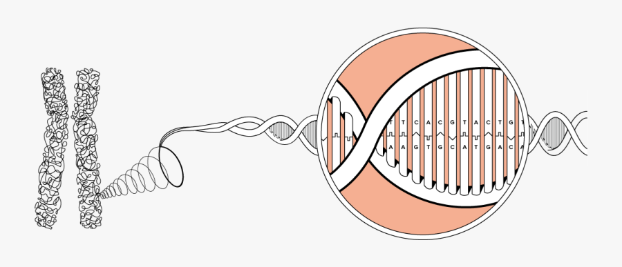 Dna Clipart Chromosome - Chromosomes Are Made Of Dna, Transparent Clipart