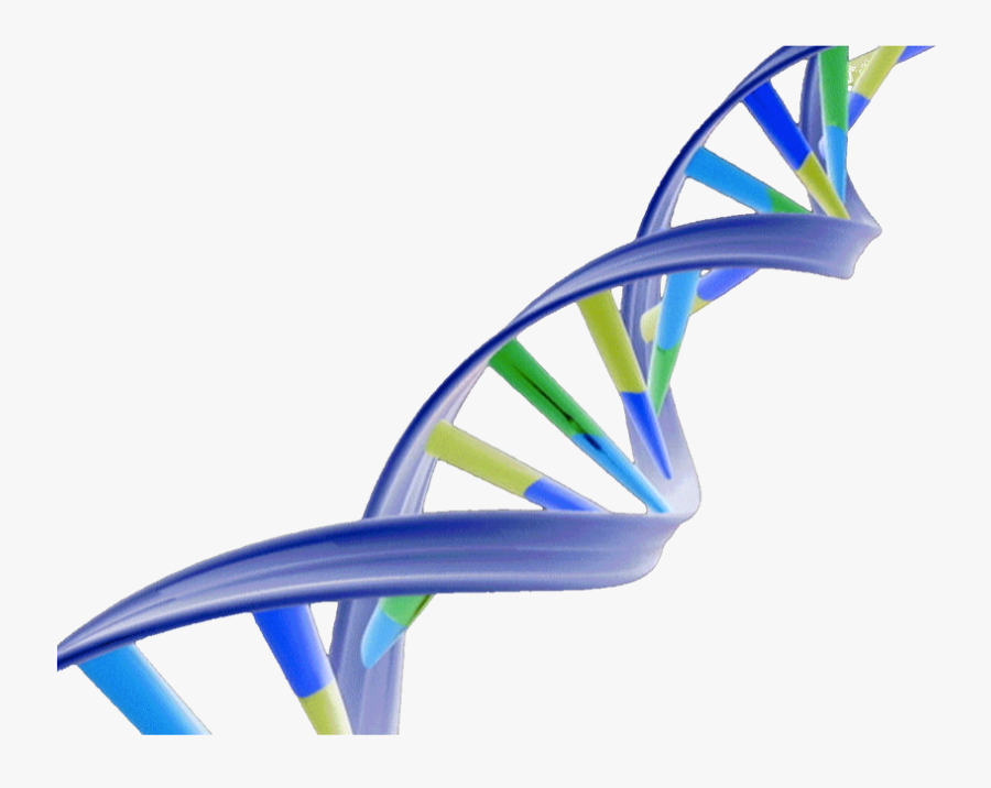 Dna Structure Clipart Transparent - Double Helix Dna Png, Transparent Clipart