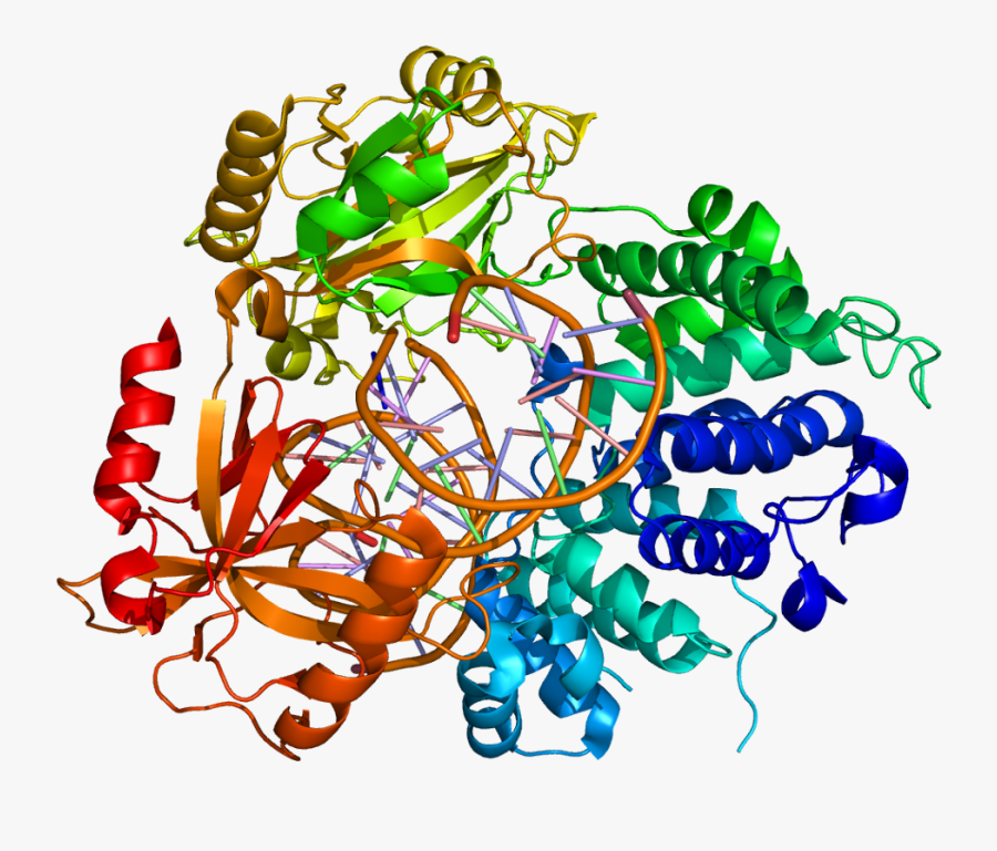 Dna Ligase 1 Structure Clipart , Png Download - Human Dna Ligase I Structure, Transparent Clipart