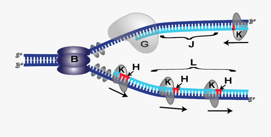 Transparent Dna Png Transparent, Transparent Clipart