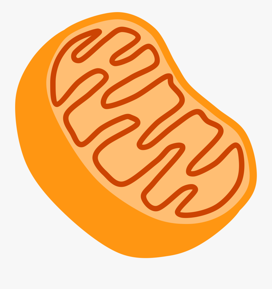 Ribosomes Clipart - Mitochondria Clipart, Transparent Clipart