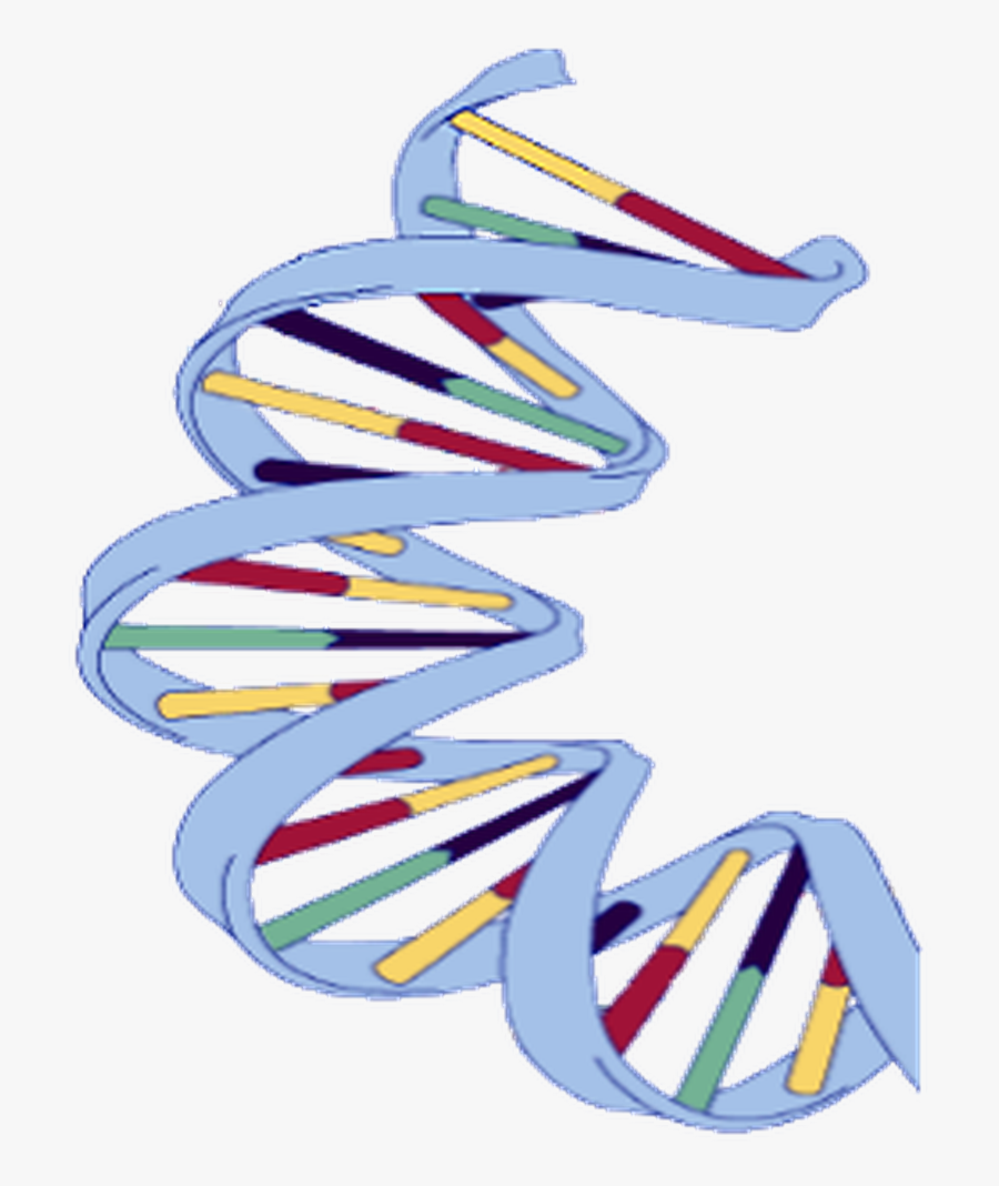 Dna Structure Clipart Wikipedia - Dna Structure Of Banana, Transparent Clipart