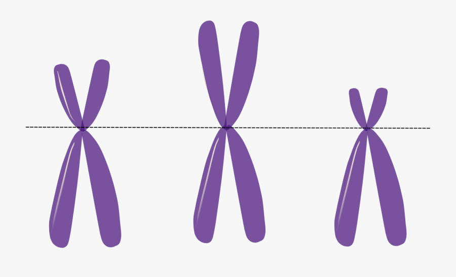Transparent Dna Clipart Transparent - Chromosome Clipart, Transparent Clipart