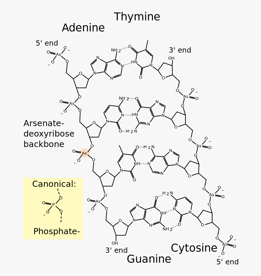 Free Download Molecular Structure Of Dna Clipart Dna - Dna Double Strand Structure, Transparent Clipart