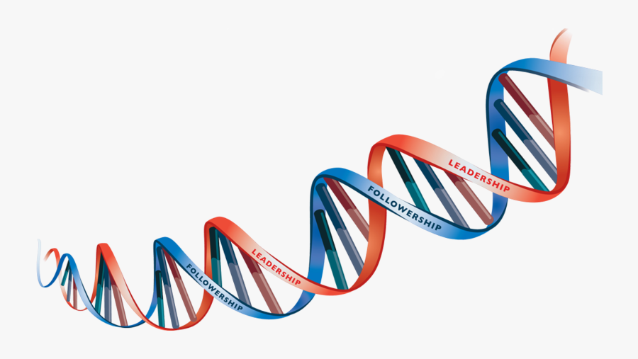 Dna Picture Free Clipart Hd - Dna Strand Transparent Background, Transparent Clipart
