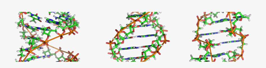 My Personal Gene Map - Dna Father And Mother, Transparent Clipart