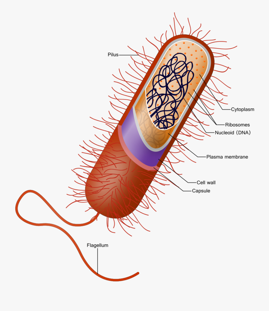 Capsule Bacteria, Transparent Clipart