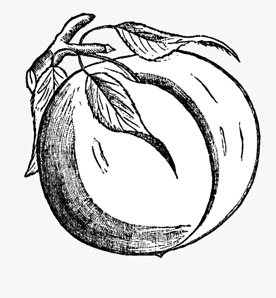 Dna Drawing Free Download - Peach Drawing Png, Transparent Clipart