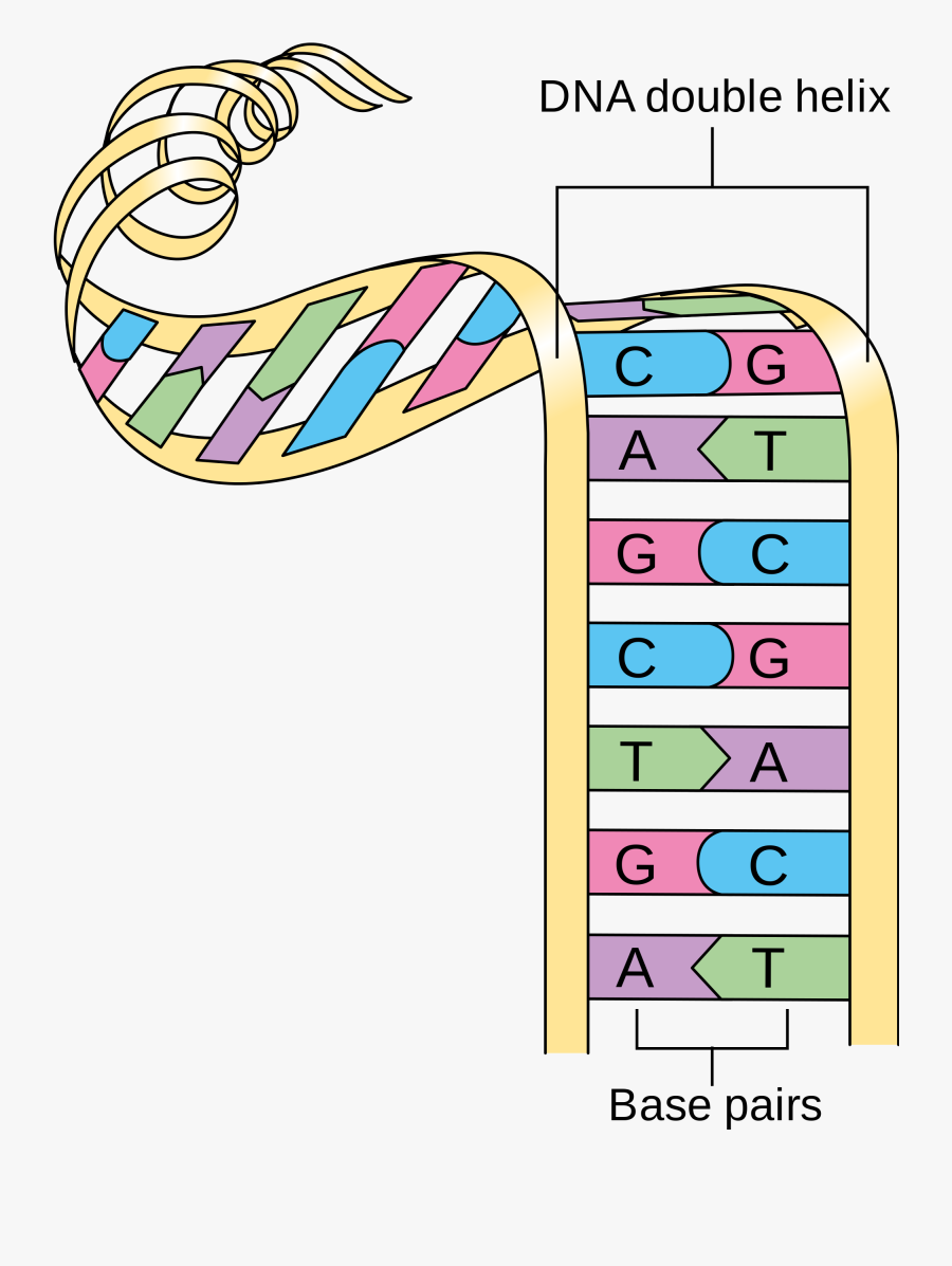 Diagram Showing A Double Helix Of A Chromosome Cruk - Simple Double Helix Diagram, Transparent Clipart