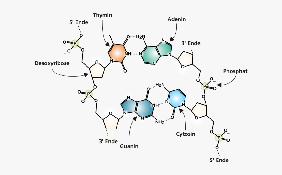 Dna Structure Png - Chemical Diagram Of Dna , Free Transparent Clipart