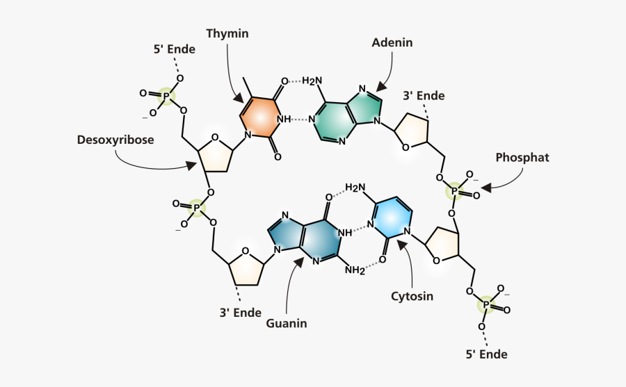 Dna Structure Png - Chemical Diagram Of Dna, Transparent Clipart