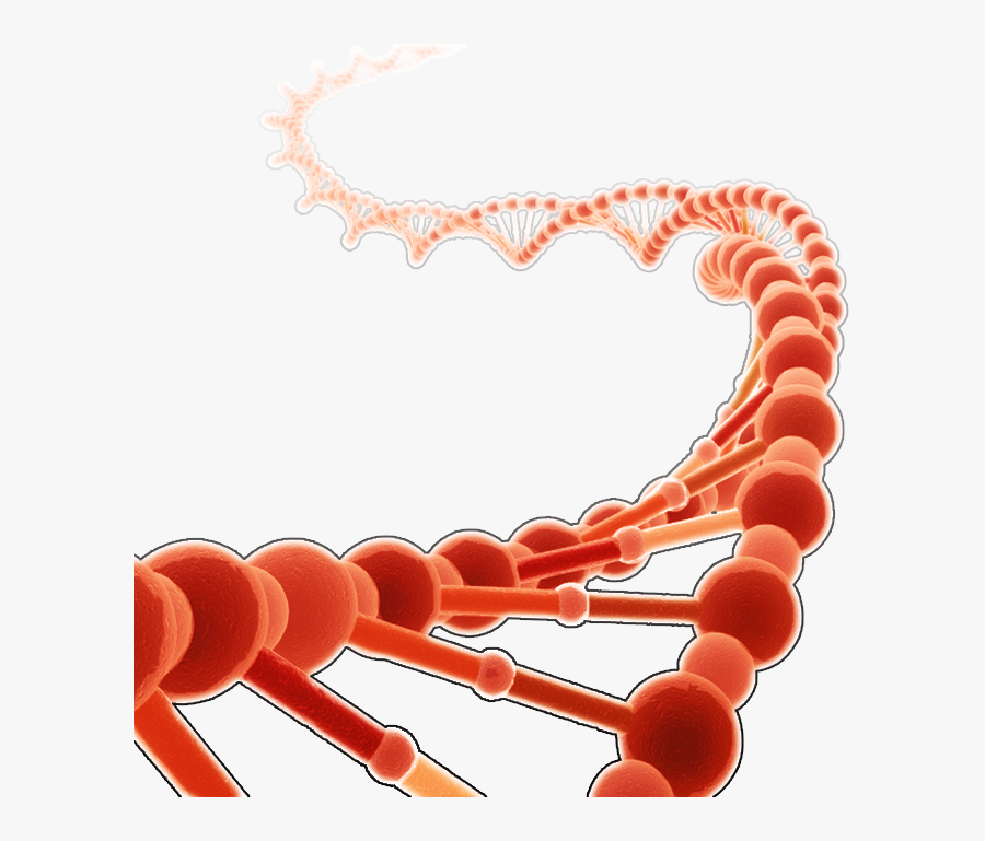 Dna Clipart Red - Dna Work, Transparent Clipart