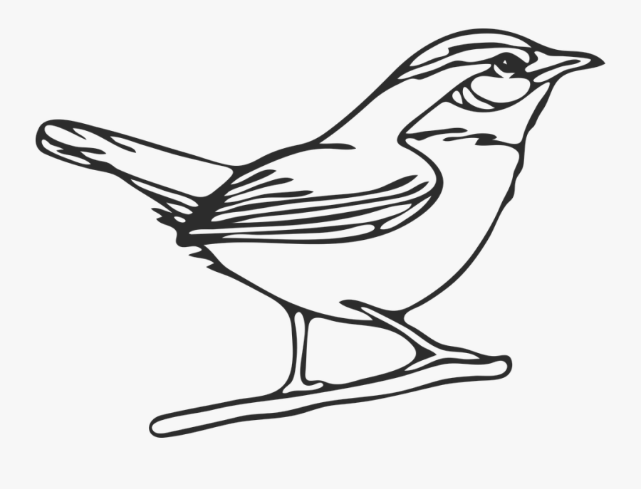 Northern Mockingbird Drawing, Transparent Clipart