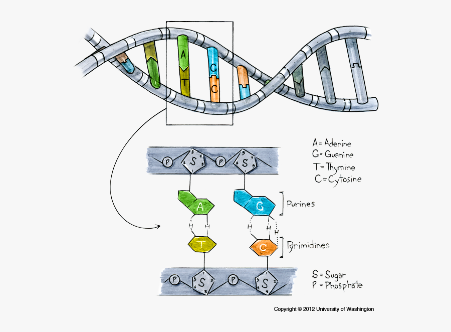 Transparent Dna Strand Png - Dna And Alleles, Transparent Clipart