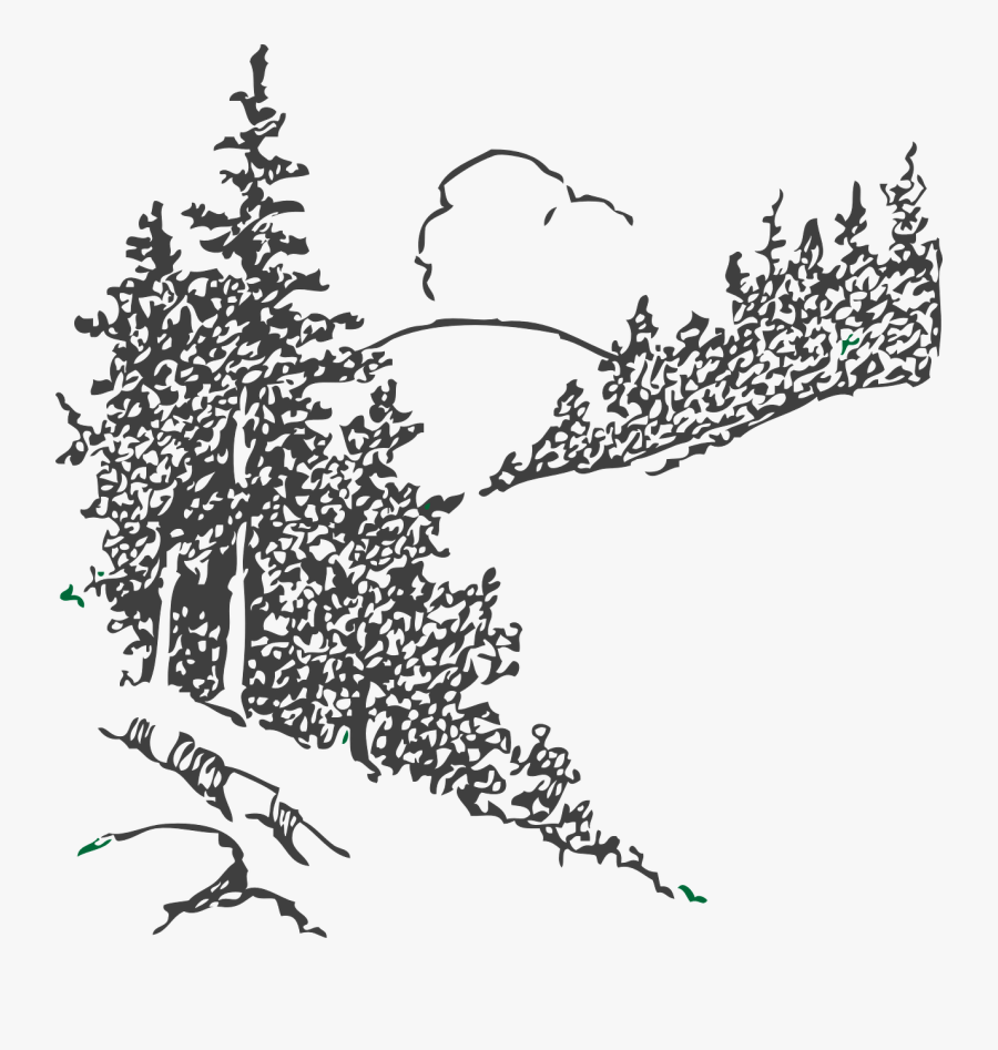 Pine Tree Sketch Png, Transparent Clipart