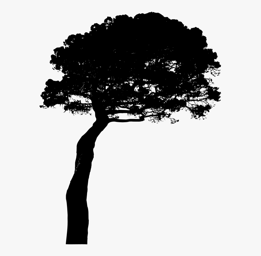 Pine Family,plant,silhouette - Stone Pine Silhouette, Transparent Clipart