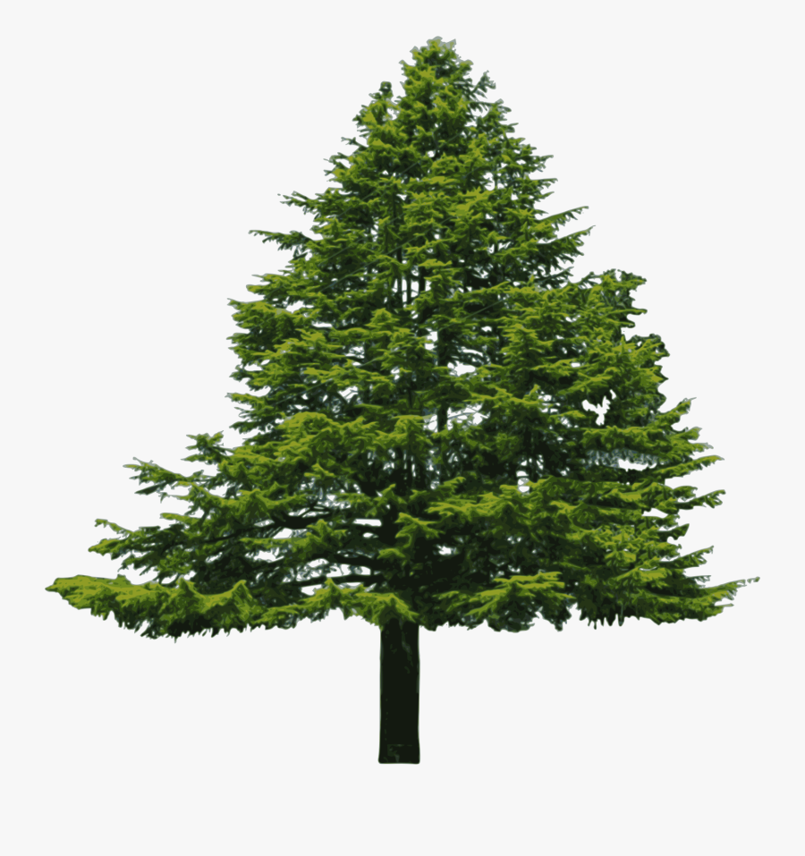 Douglas Fir Clipart - Conifers Non Flowering Plants, Transparent Clipart