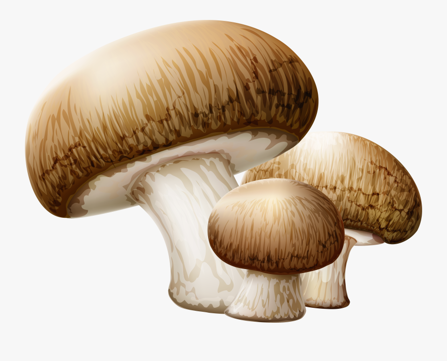 Mushrooms Png Clipart Picture - Transparent Background Mushroom Clip Art, Transparent Clipart
