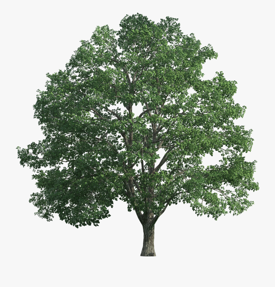 Pine Tree Clipart Realistic Jpg - Green Tree Png, Transparent Clipart