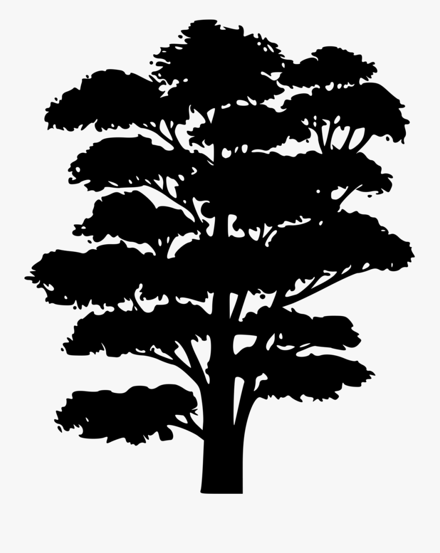 Pine Family,plant,leaf - Black And White Cartoon Tree Transparent, Transparent Clipart