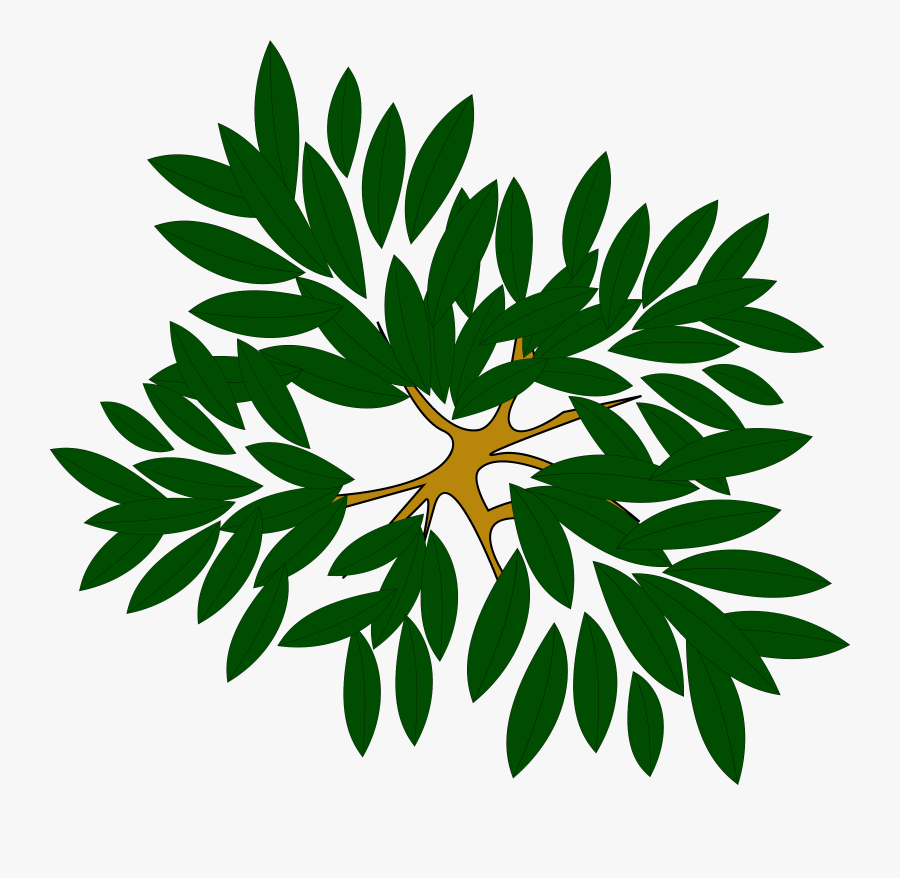 Computer Icons Tree Pine Plant Oak - Tree Clipart Top View, Transparent Clipart