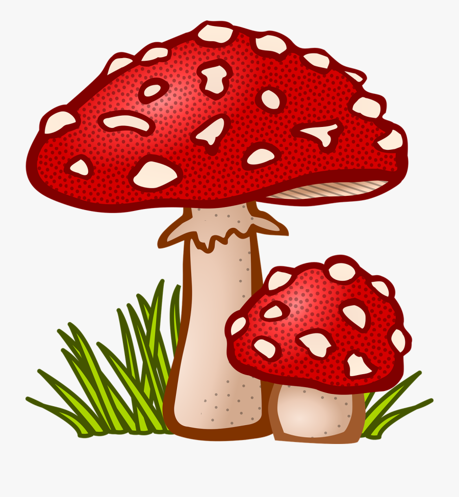 Mushroom,plant,edible Mushroom - Mushroom Clipart, Transparent Clipart