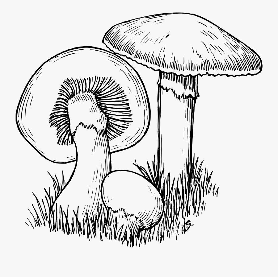 Thumb Image - Mushroom Black And White, Transparent Clipart