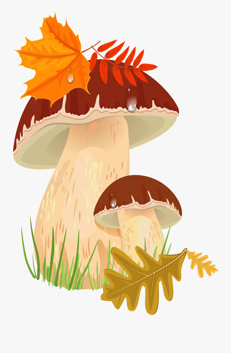 Autumn Mushrooms Clipart, Transparent Clipart