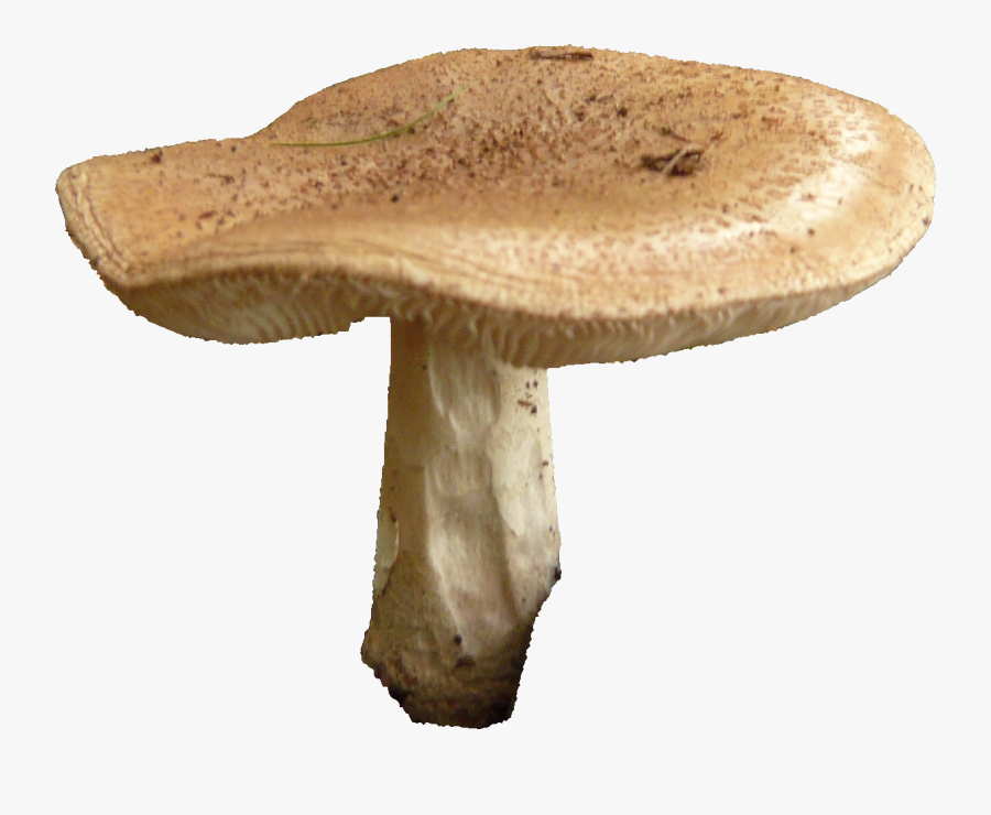 Mushroom Clipart Png - Mushroom Transparent, Transparent Clipart