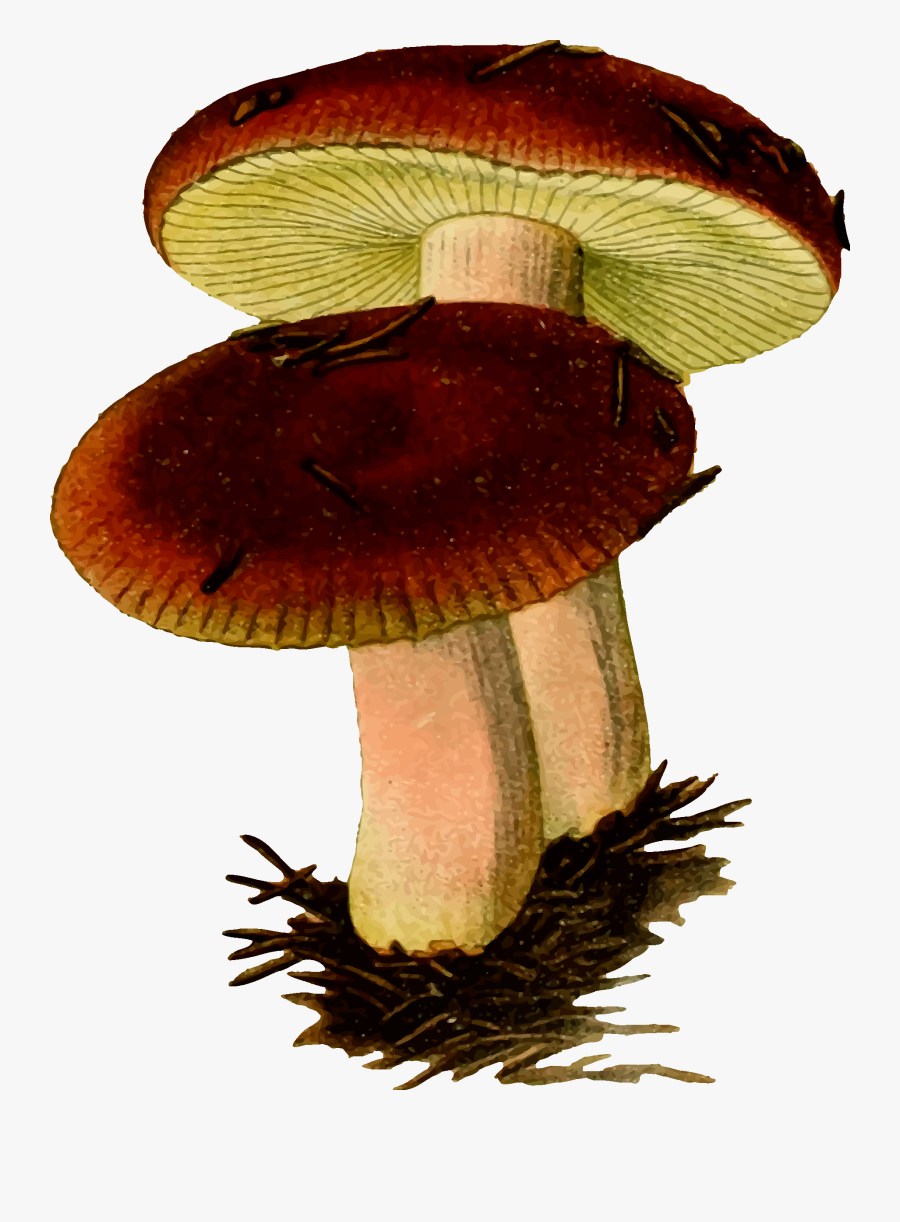 Two Mushrooms Vector Clipart Image - Mushroom Fungi Clipart, Transparent Clipart