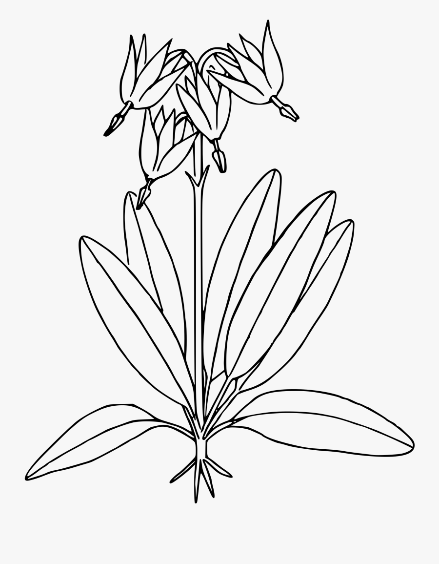 Transparent Starburst Clipart Black And White - Shooting Star Flower Drawing, Transparent Clipart