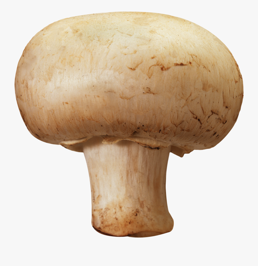 Transparent Background Mushroom Png, Transparent Clipart