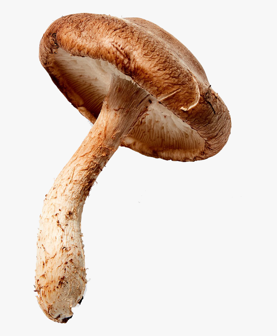 Mushroom Png Clipart - Shiitake, Transparent Clipart