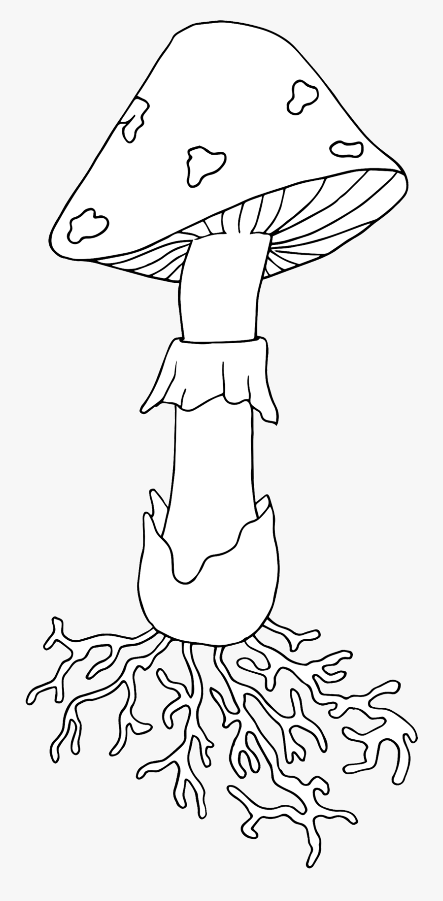 Parts Of A Mushroom Blank, Transparent Clipart