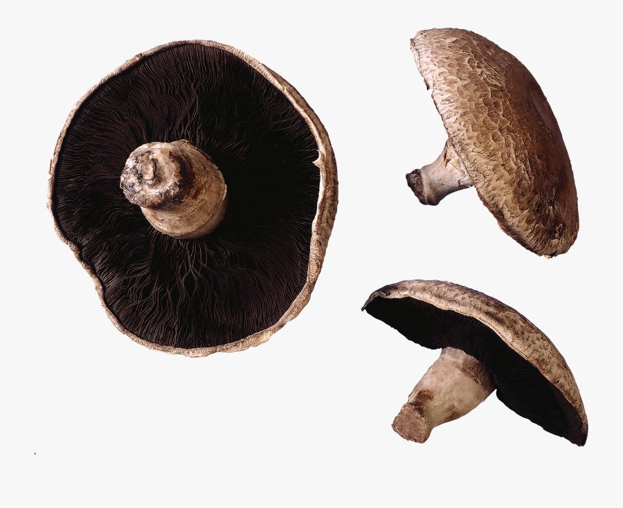 Mushroom Clipart, Transparent Clipart